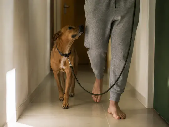 Cão andando junto à perna do tutor no corredor de casa, com a guia solta